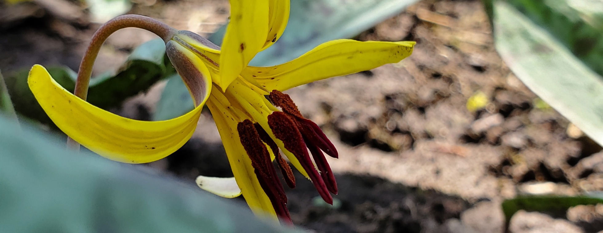 Evening Wildflower Hike